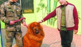 藏獒先生爆料了吗视频播放,揭秘背后惊人真相